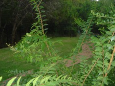 2006-08-01-6607 Conifer Cove-14.jpg
